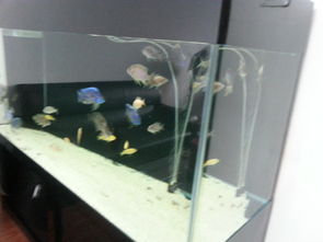 從1.6米精品底濾缸的轉讓，看水族愛好與寵物經濟的流轉