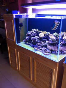 某海水魚館經典空間改造 超白魚缸與定制底柜的藝術融合